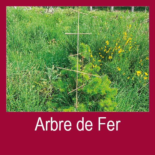 Fiche Technique Arbre de Fer